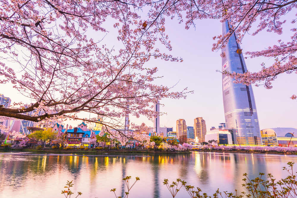 Cherry blossoms in full bloom at Seokchon Lake Park in Seoul