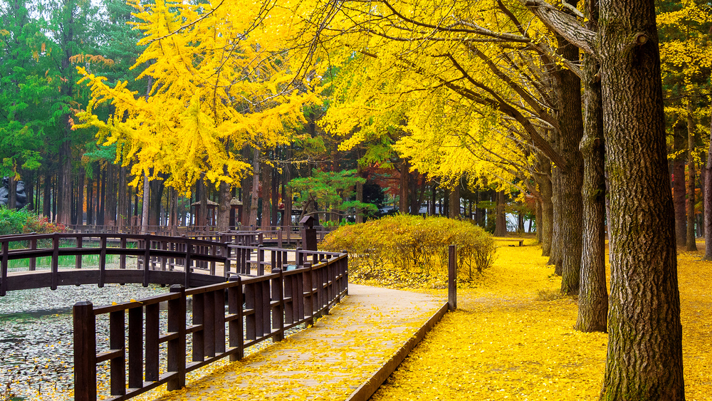 秋の公園風景