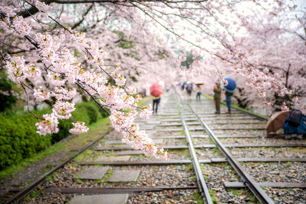 Bunga sakura di sepanjang laluan kereta api