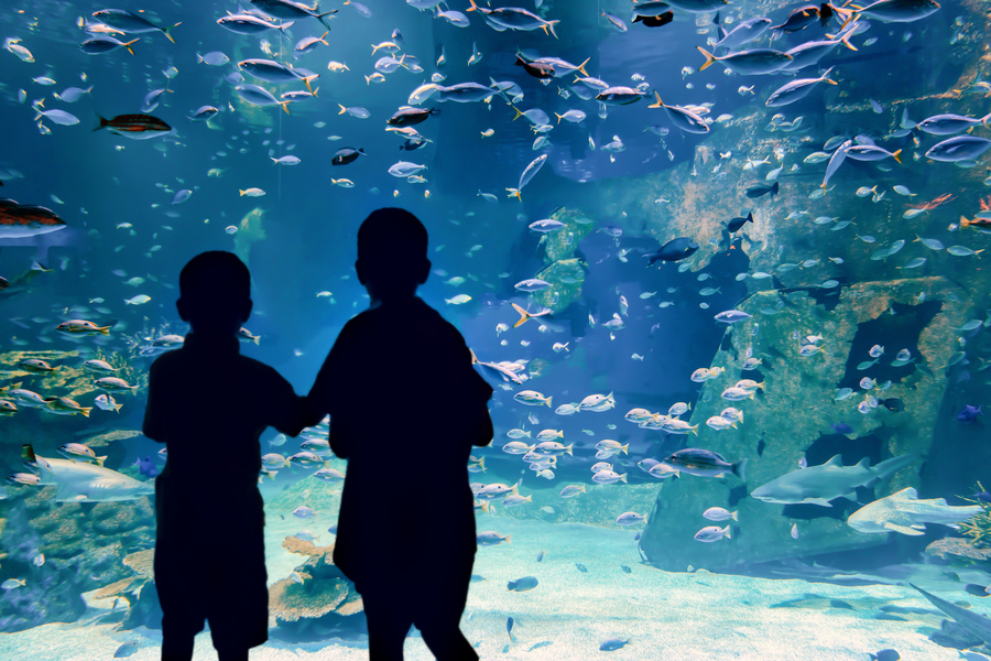 水族館で魚を見る子供たち