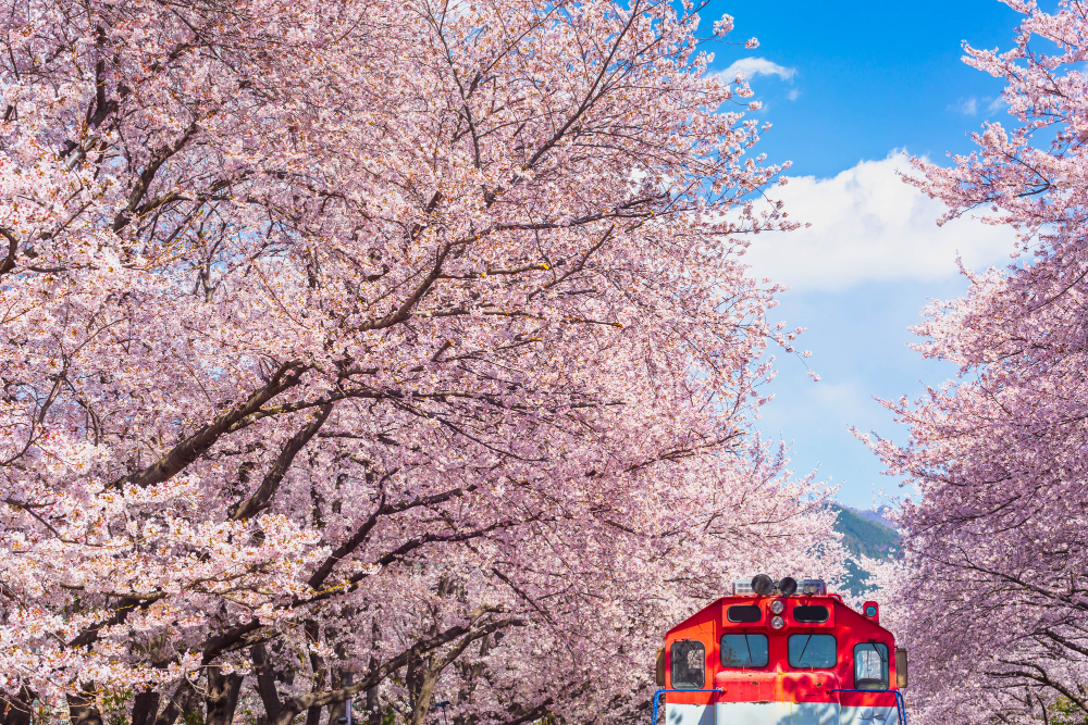 jinhae_ja